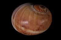 藏品(腰帶玉螺)的圖片